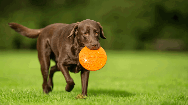 Pets In Wills