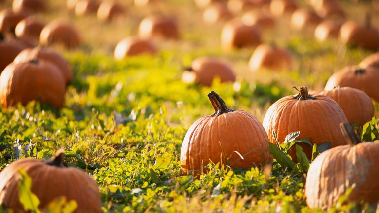 Pumpkin Patches Protecting The Value Of Your Farmland When Diversifying