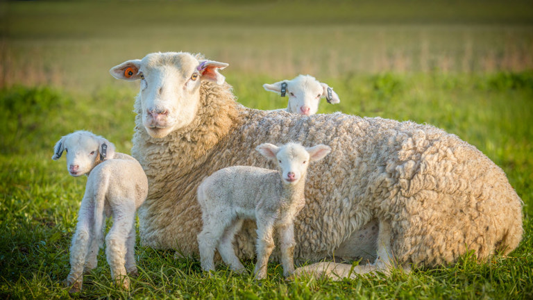 Farming Divorce A Guide For Rural Families