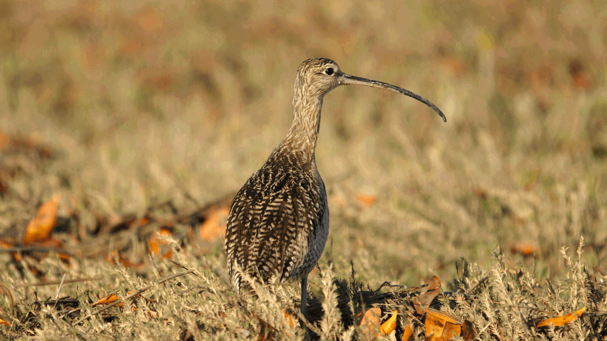 Solar farmland with a curlew bird stood in a field