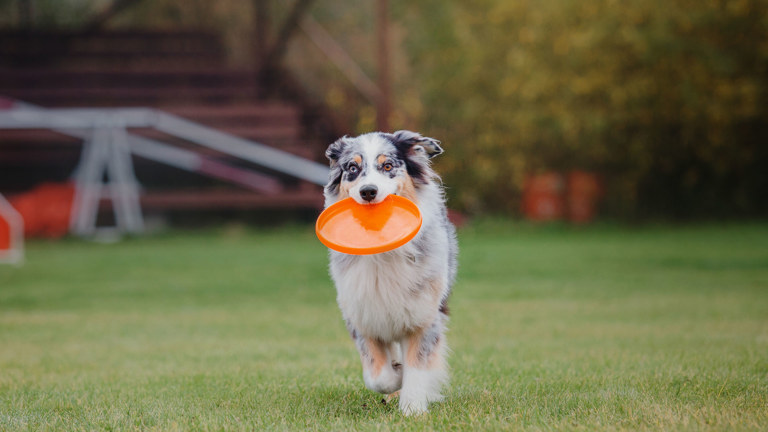 Pets In Wills What Are Your Options