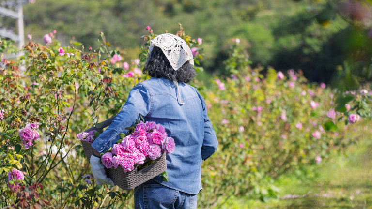 The UK Seasonal Worker Visa A Practical Solution For Short Term Labour Needs