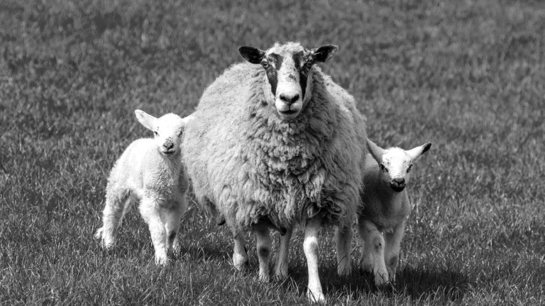 Agri And The Rural Economy Featured Image