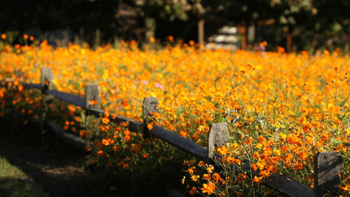 bng wildflower meadow