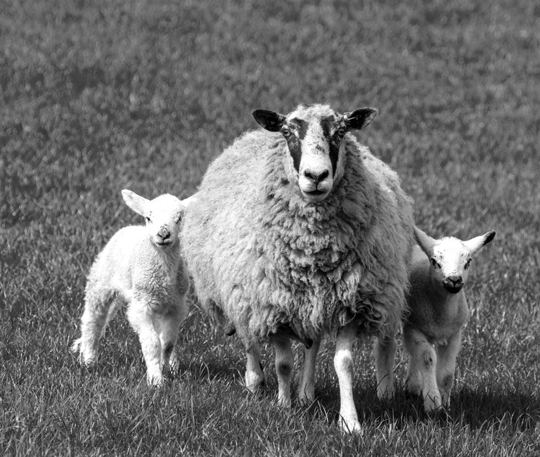 Agri And The Rural Economy Banner Image