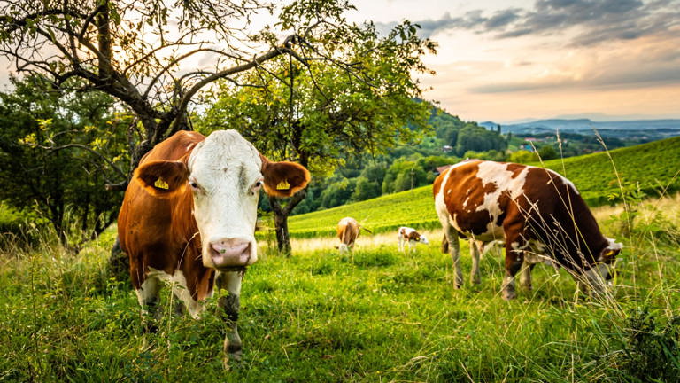 Farm Inheritance Disputes Can You Challenge Who Inherits The Farm