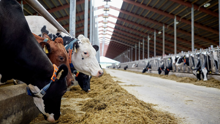 Rock Review Wind Of Change In Rented Farms