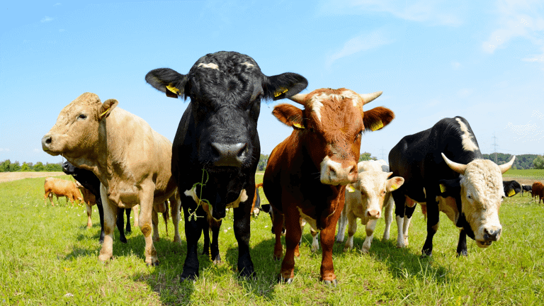 Farming Partnership Agreements A Brief Guide