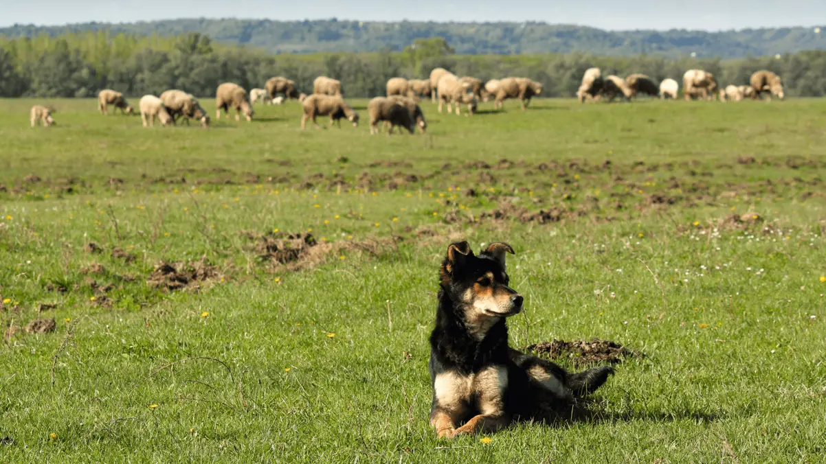 dog trespassing with livestock in a field